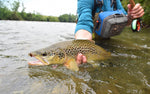 Red Humpy Classic Hair Wing Dry Fly for trout, size 12, by The Fly Fishing Place, shown with a large brown trout.