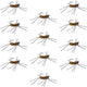Barbless Pats Rubber Legs Tungsten Jig Coffee/Tan Euro Nymph 12 Flies #6