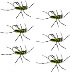 Set of 6 Barbless Pat's Rubber Legs Tungsten Euro Nymphs in black and chartreuse for trout fishing, brand The Fly Fishing Place.