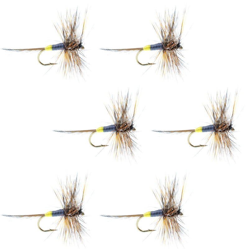 Set of six Adams Female Classic Dry Flies for trout fishing, hook size 12, from The Fly Fishing Place, detailed close-up image.