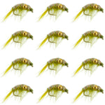 Set of 12 green olive beaded shrimp scud pattern trout wet flies for fly fishing, size 12, by The Fly Fishing Place.