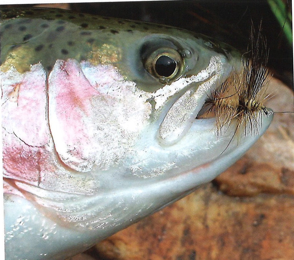 Clouser's Drake fly fishing lure in brown and green, designed for trout, with detailed feather and hook features.
