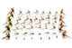 Eastern Dry Fly Assortment--48 Flies #24