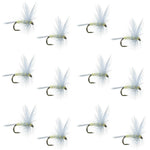 Set of 12 Pale Morning Dun PMD classic trout dry flies with size 16 hooks for fly fishing, featuring realistic insect detail.