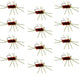 Pat's Rubber Legs Tungsten Jig Brown Euro Nymph 12 Flies Size 10