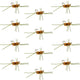 Barbless Pat's Rubber Legs Tungsten Bead Jigged Coffee/Tan Euro Nymph  - Set of 12 Flies Hook Size 10
