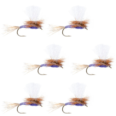 Set of six Purple Haze dry flies for trout fishing, size 16, from The Fly Fishing Place, featuring detailed purple and black fly patterns.