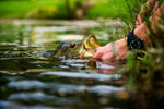Natural deer hair and grizzly bass popper flies with weed guard, size 8, wide gape hooks for bass fly fishing, by The Fly Fishing Place.