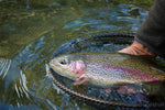 Three size 14 gold ribbed Hare's Ear Nymph trout wet flies with barbless hooks from The Fly Fishing Place, shown in a fishing net.