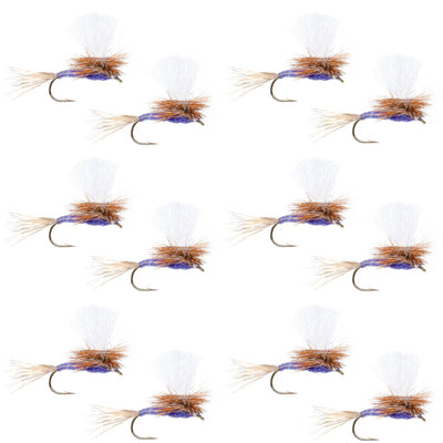 Set of 12 purple Haze dry flies for trout fishing, size 14, by The Fly Fishing Place, featuring realistic insect details.