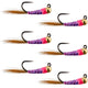 Tungsten Hot Spot Purple Perdigon Tactical Euro Nymph Fly - 6 Flies Size 16