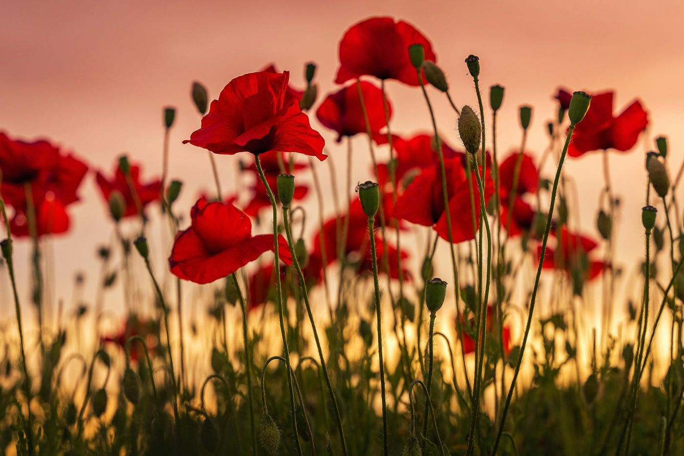 A field of red poppies